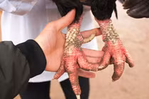 Những giống gà lạ, đắt "cắt cổ" ở Việt Nam: Đại gia ráo riết lùng 