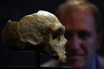 Người “siêu đẳng” tuyệt chủng vì... giao phối với tổ tiên chúng ta?