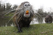 Loài chuột khổng lồ bị "truy nã" gắt gao vì... ăn tàn phá hoại