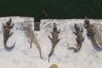 Giá thịt lợn tăng cao kỷ lục, dân Thái Lan đổ xô tìm mua thịt cá sấu