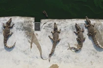 Giá thịt lợn tăng cao kỷ lục, dân Thái Lan đổ xô tìm mua thịt cá sấu