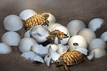 Vô tình nhặt được quả trứng, tá hỏa nhận ra.... quái thú thời tiền sử 