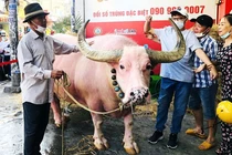 Kỳ lạ chú trâu có da màu hồng, biết lạy quan tài khi chủ qua đời