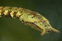 Kinh hãi những loài rắn kỳ quái nhất thế gian: Độc chết người! 