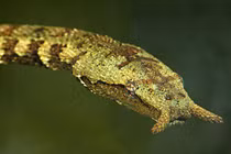 Kinh hãi những loài rắn kỳ quái nhất thế gian: Độc chết người! 