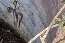 Rùng rợn video giải cứu rắn hổ mang mắc kẹt trong giếng