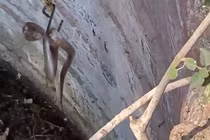 Rùng rợn video giải cứu rắn hổ mang mắc kẹt trong giếng