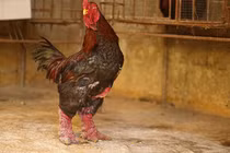 Loại gà được ăn thực đơn hạng sang, nằm lò sưởi chờ đãi nhà giàu