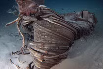 Giật mình những thứ không tin nổi được phát hiện dưới đáy đại dương 
