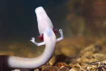 Phát hiện loài là “con của rồng”, 7 năm không ăn vẫn sống khoẻ 