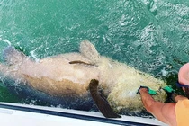 Đánh vật hàng giờ đồng hồ, ngư dân thu phục quái vật biển tưởng tuyệt chủng