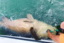 Đánh vật hàng giờ đồng hồ, ngư dân thu phục quái vật biển tưởng tuyệt chủng