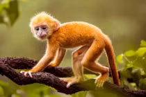 4 tuổi gặp hạn lớn, vận rủi liên miên 6 tháng cuối năm 2022