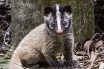 5 cá thể cầy quý hiếm sao được thả về rừng ở Hà Tĩnh? 