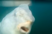 Giật mình sinh vật "ngoài hành tinh" bị xén nửa người thình lình xuất hiện? 