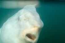 Giật mình sinh vật "ngoài hành tinh" bị xén nửa người thình lình xuất hiện? 