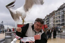 Bản tính hay cà khịa, giật đồ ăn của loài chim mòng biển