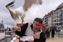 Bản tính hay cà khịa, giật đồ ăn của loài chim mòng biển