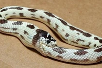 Tại sao những con rắn độc ăn thịt chính mình đến chết?