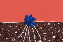 Vẻ đẹp chết người của những loài cây “ăn thịt” kỳ lạ nhất thế giới