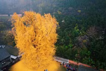 Ngắm cây cổ thụ 1.400 năm tuổi vàng rực đẹp đến ngỡ ngàng