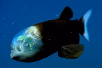 Những sinh vật biển sâu kỳ lạ khó tin được phát hiện trong năm 2021