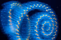 Tận mục sinh vật trong suốt khiến lò phản ứng hạt nhân dừng hoạt động 