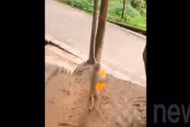 Video: Khỉ con thích thú chơi đùa với bóng bay