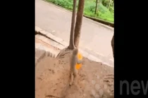 Video: Khỉ con thích thú chơi đùa với bóng bay