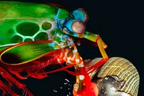 Sửng sốt loài "tôm Trương Phi", sở hữu liên hoàn đấm cực khủng 