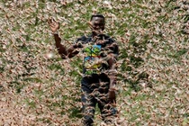 Đến mùa sinh sản, châu chấu sa mạc tàn phá kinh hoàng thế nào?