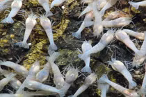 Đầu bếp “bó tay” với loại tôm sống tại nơi... nóng nhất thế giới