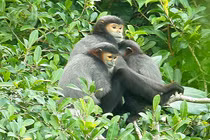 Voọc Chà vá chân đen bỗng xuất hiện tại Tây Ninh: Quý hiếm sao?