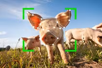 Trung Quốc: Nhận diện khuôn mặt động vật để xử lý chủ nhân... thả rông