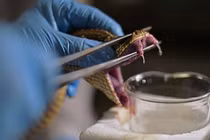 Tận mục công đoạn “vuốt ve” rắn thu nọc độc chế huyết thanh 