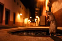 Bất ngờ loạt ảnh động vật hoang dã ở đô thị