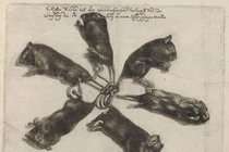 Thất kinh “vua chuột” thình lình xuất hiện: Báo hiệu điềm gở? 