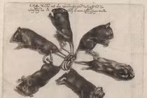 Thất kinh “vua chuột” thình lình xuất hiện: Báo hiệu điềm gở? 