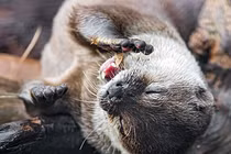 Hải ly Patagonia gây họa cho hệ sinh thái, khiến Trái đất nóng lên