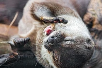 Hải ly Patagonia gây họa cho hệ sinh thái, khiến Trái đất nóng lên