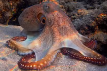 Bạch tuộc thông minh đến mức có thể “thống trị Trái Đất” 