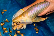 Kinh ngạc loài cá "nhà nghèo" đắt nhất hành tinh, giá cả tỷ đồng 