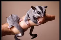 Sóc bay làm mưa làm gió trên TikTok, nhớ được cả tên mình