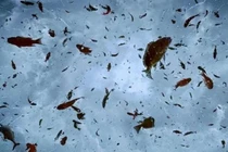 Chấn động sự thật về các cơn mưa động vật kỳ quái nhất TG 