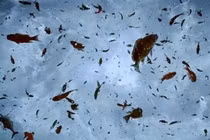 Chấn động sự thật về các cơn mưa động vật kỳ quái nhất TG 