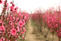 Đừng đốt gốc, có nhiều cách chăm sóc đào Tết cực hiệu quả