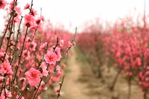 Đừng đốt gốc, có nhiều cách chăm sóc đào Tết cực hiệu quả