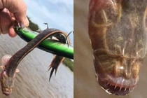 Đi câu cá, bất ngờ bắt được sinh vật kỳ dị giống hệt rồng