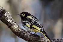 Loài chim đối mặt nguy cơ tuyệt chủng vì... quên cách hót giao phối