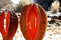 Loài hoa biệt danh “thức ăn cho chó” có vẻ ngoài dễ... gây ngượng